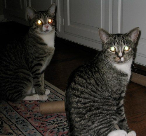 0housecatsofthedamned