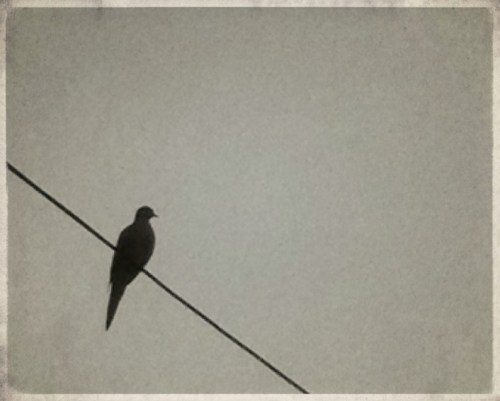 Lonelybird2flareprocessing