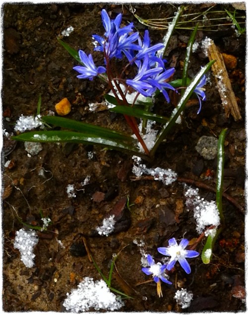 Violetsinsnowsizedborder