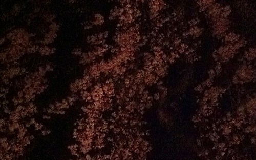 Windblownweepingcherry