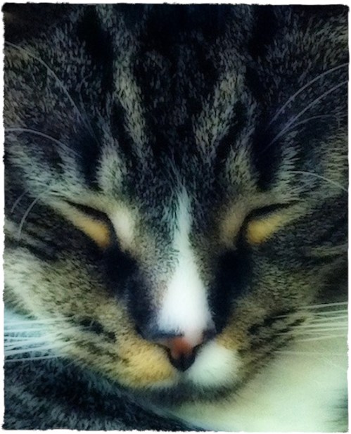 Assistantfinal2sizedborder