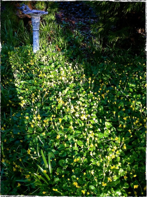 Birdbathyellowbsizedborder