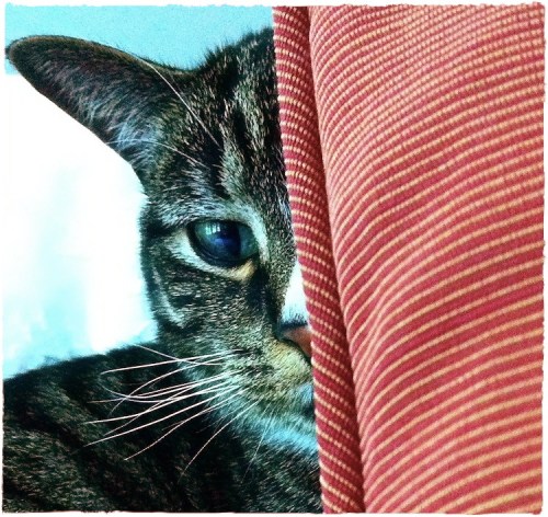 Catandcushionbsizedborder