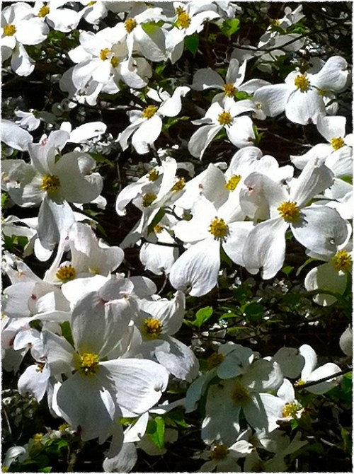 Dogwoods2frayed