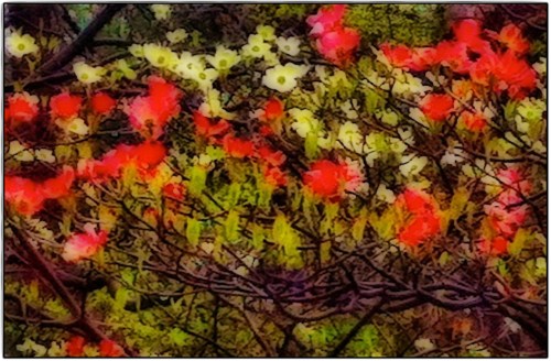 Dogwoodsintherainlightbox120