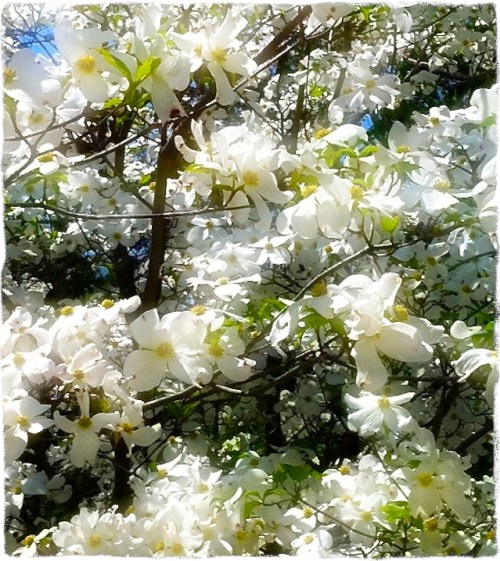 Dreamfxdogwoodsborder