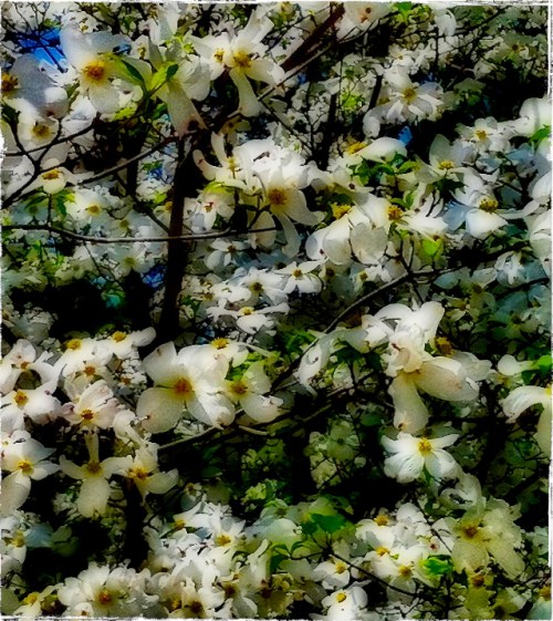 Dynlightdogwoodsborder