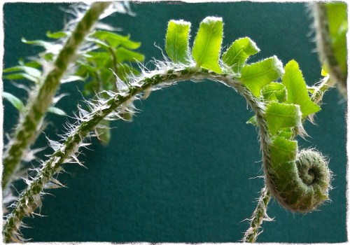 Fern1bsizedborder