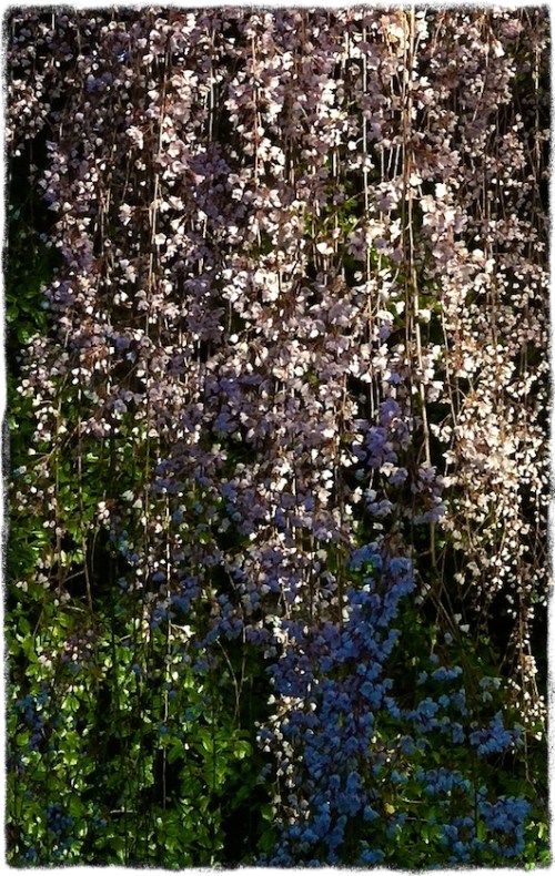 Img_6627cropbsizedborder