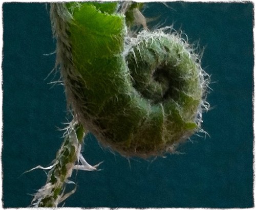 Img_8475bsizedborder