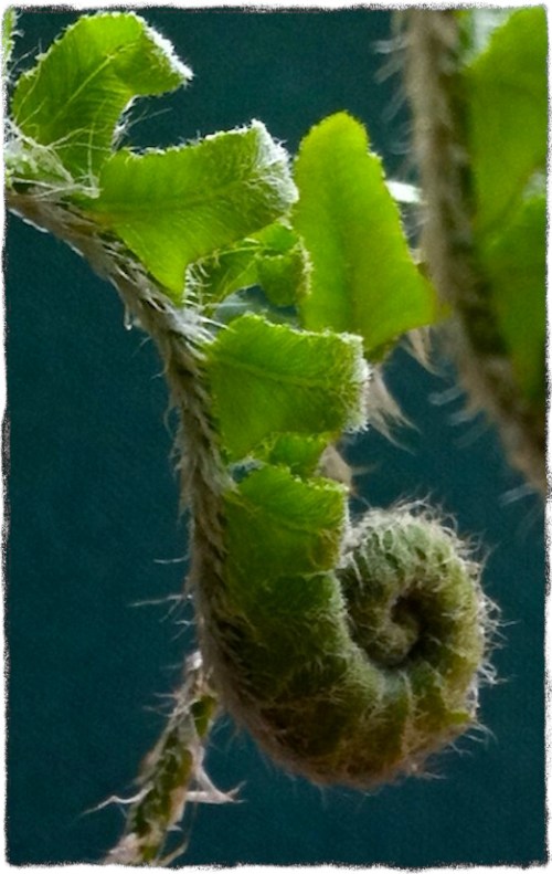 Img_8487bsizedborder