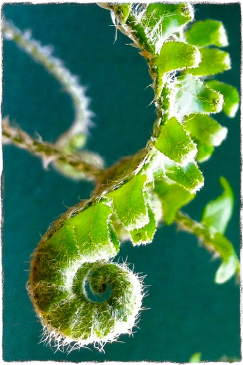 Img_8488bsizedborder