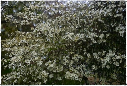 Img_8536bsizedbrushedupborder