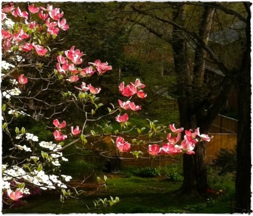 Img_8645bsizedborder