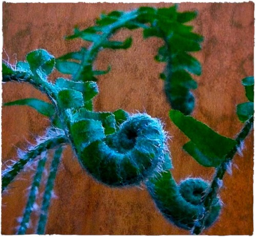 Img_8793csizedborderrecrop2