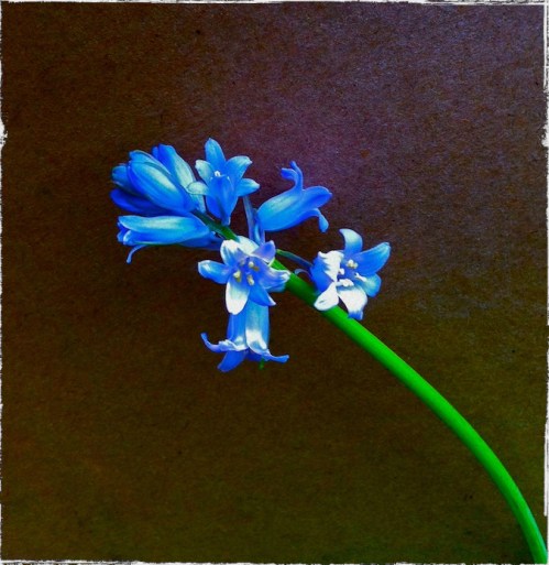 Img_9165bsizedborder