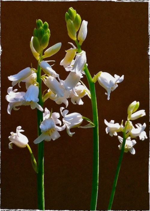 Img_9216bsizedborder