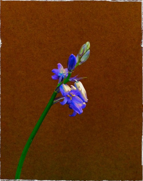 Img_9219bsizedbordergrain