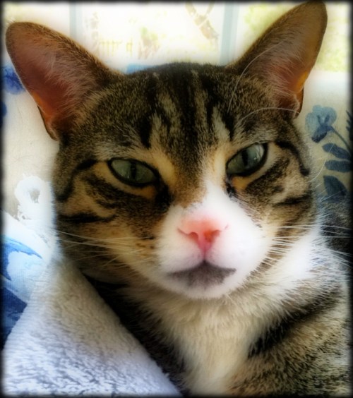 Jackortonbsizedbordered