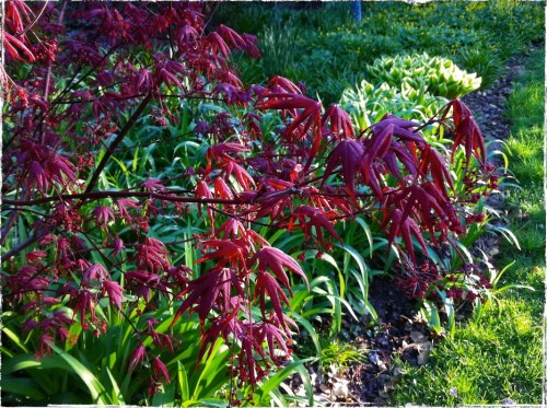 Maple11redbsizedborder