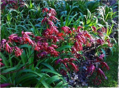 Maple5redbsizedborder