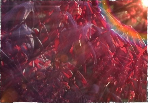 Processedmaplesizedborder