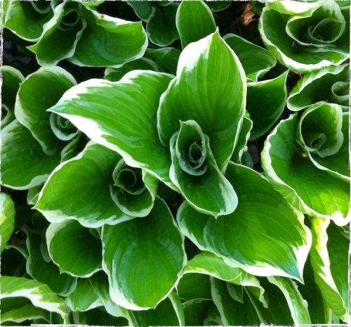 Variegatedhostahdrgreenb_sized