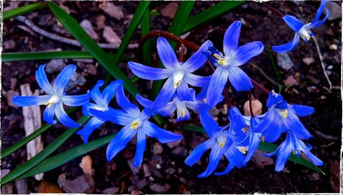 Violets1bsizedborder