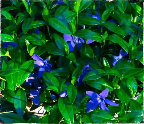 Violets2bluebsizedborder