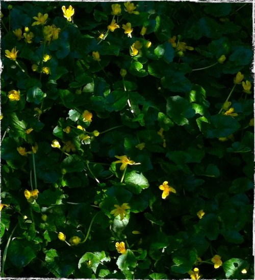 Yellowflowersbsizedborder