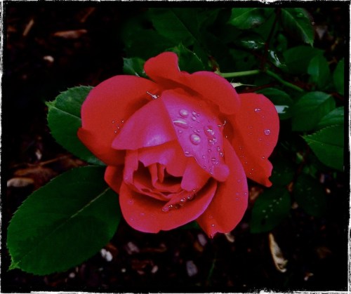 Aftertherainbordergrain