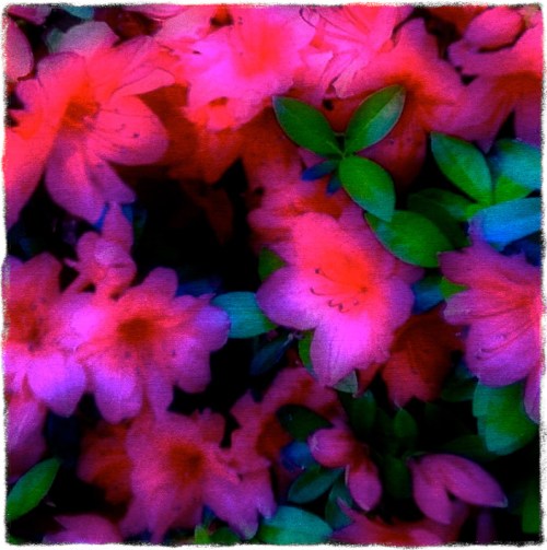 Dynlightazaleasgrainstructureb