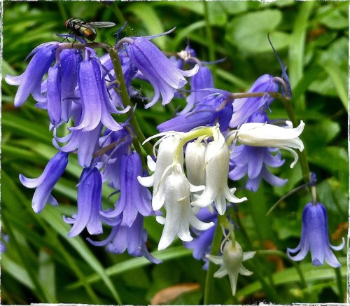 Fliesandflowers1bborder