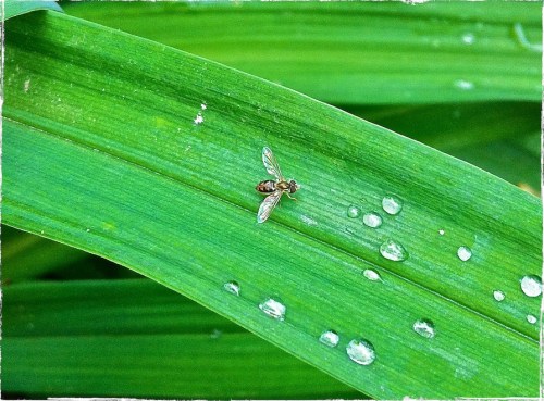 Fliesandflowers2bborder