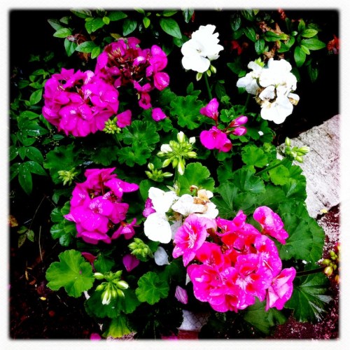 Hipstamaticflowers