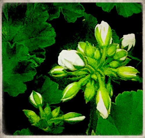 Hipstaprintflowersdetailgrainb