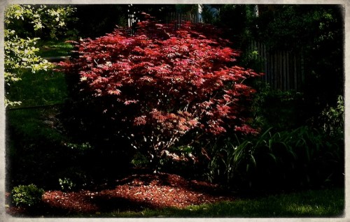 Img_0125broughprintsized