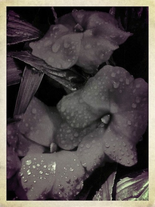 Img_1074dgrainborder