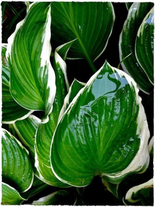 Img_9728bsizedborder