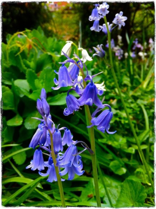 Img_9738bsizedborder