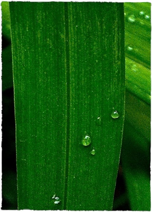 Img_9747bcroppeddetailsizedborder2