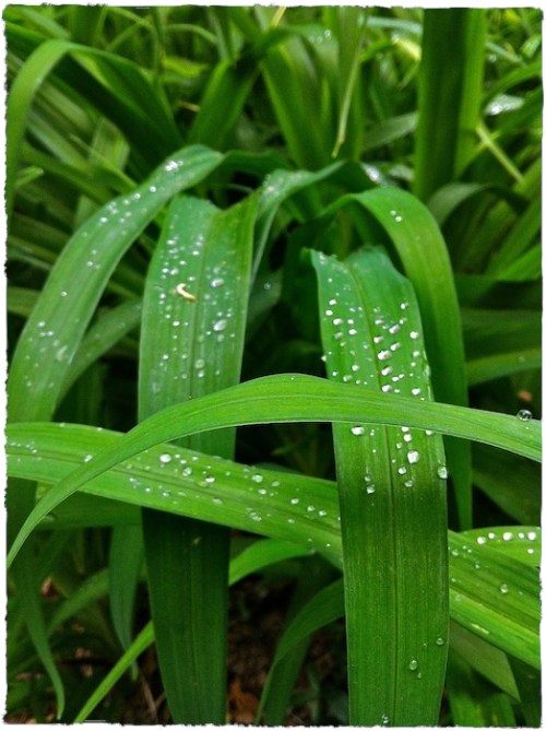 Img_9747bsizedborder