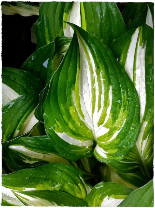 Img_9783bsizedborder