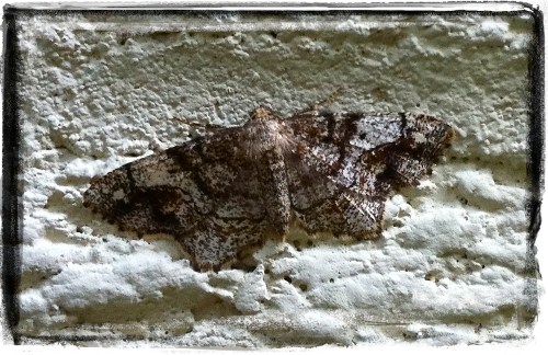 Moth3sizedborder