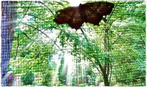 Mothscreenyard2rays4gritborder