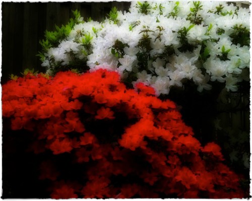 Ortonazaleassizedborder