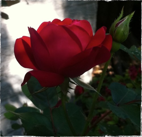 Roseredux1sizedborder