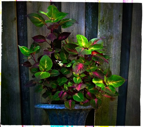 Coleus2detailnegative2colordod