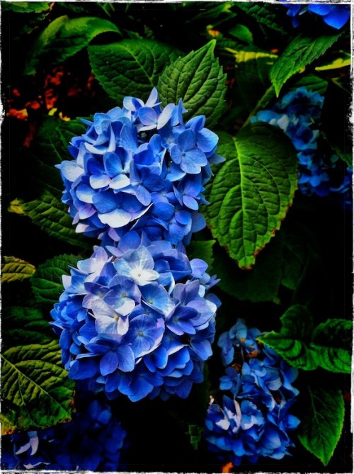 Dynalithydrangiasb2lightenbord