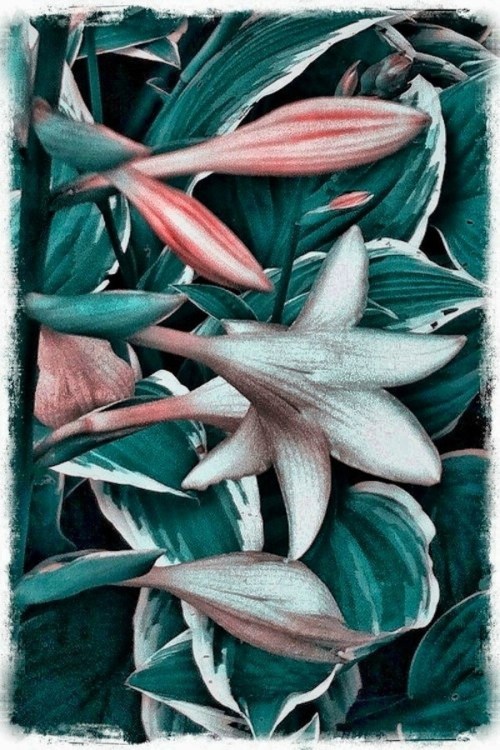 Finalhosta